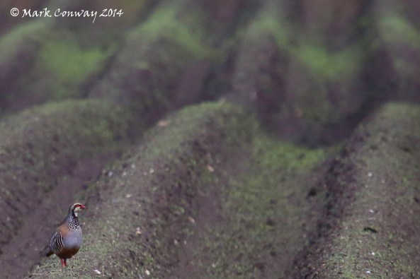 Red-legged Partridge, East Yorkshire, Birds, Nature, Wildlife, Photography, Mark Conway, Life Spirit