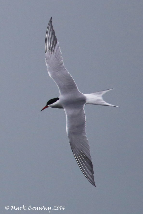 Common Tern, Birds, Nature, Wildlife, Photography, Mark Conway, Life Spirit