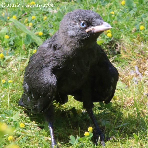 Jackdaw, Juvenile, Nature, Wildlife, Photography, Mark Conway, Life Spirit