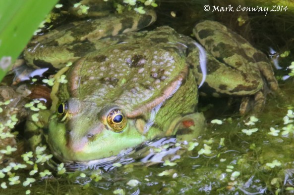 Marsh Frog, Nature, Wildlife, Photography, Mark Conway, Life Spirit