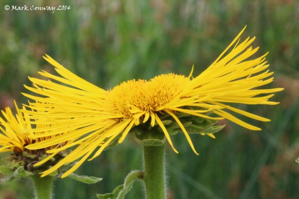 Dandelion, Wild Flowers, Nature, Photography, Mark Conway, Life Spirit