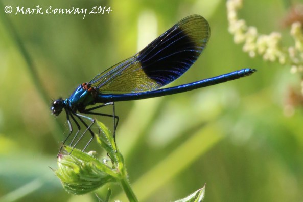 Banded Demoiselle, Damselfly, Dragonfly, Wildlife, Insects Nature, Photography, Mark Conway, Life Spirit