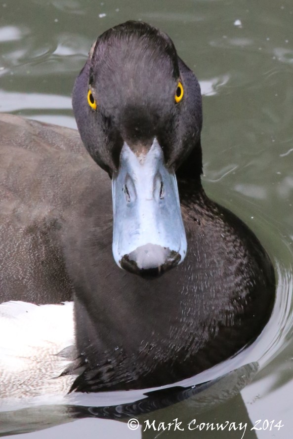 Tufted Duck, Nature, Birds, Wildlife, Mark Conway, Life Spirit
