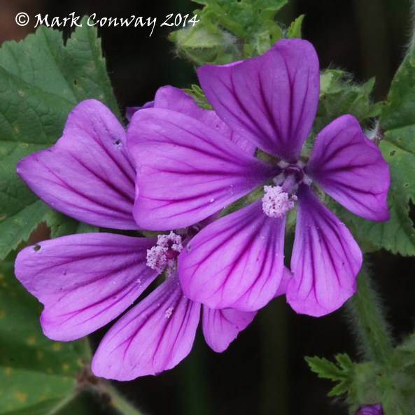 Common Mallow, Yorkshire, Flowers, Nature, Photography, Mark Conway, Life Spirit