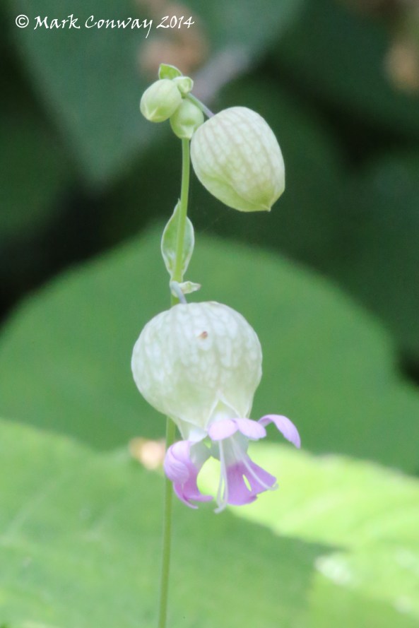 Wildflowers, Nature, Photography, Mark Conway, Life Spirit