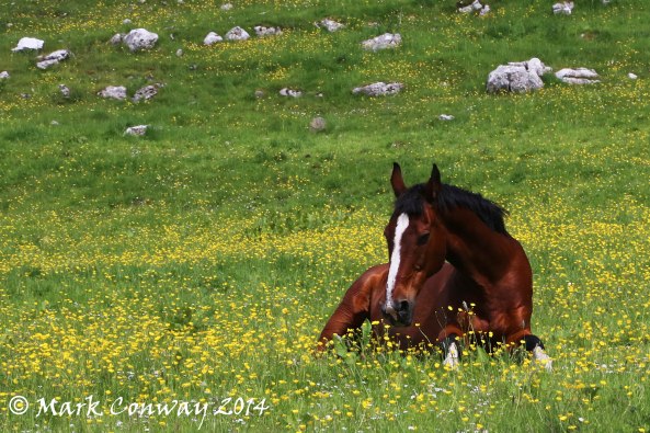 Horse, Buttercups, Meadow, Photography, Nature, Landscapes, Mark Conway, Life Spirit