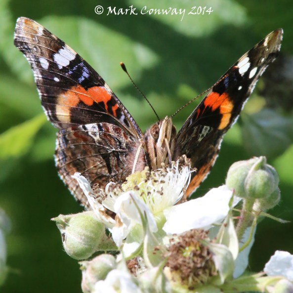 Red Admiral Butterfly, Nature, Insects, Photography, Wildlife, Mark Conway, Life Spirit