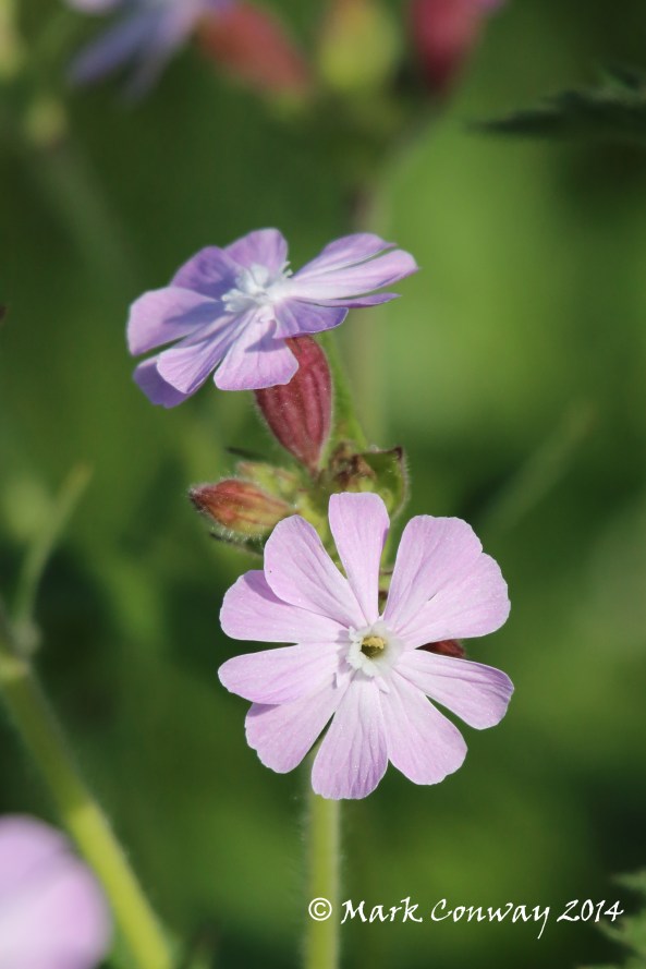 Red Campion, Wildflowers, Nature, Photography, Mark Conway, Life Spirit