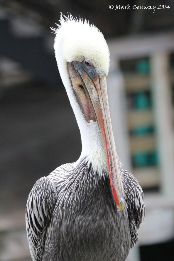 Pelican, Monterey, California, Nature, Birds, Wildlife, Photography, Mark Conway, Life Spirit