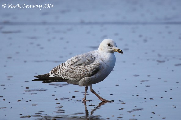 Young Herring Gull, Birds, Bird Watching, Nature, Wildlife, Mark Conway, Life Spirit, Photography