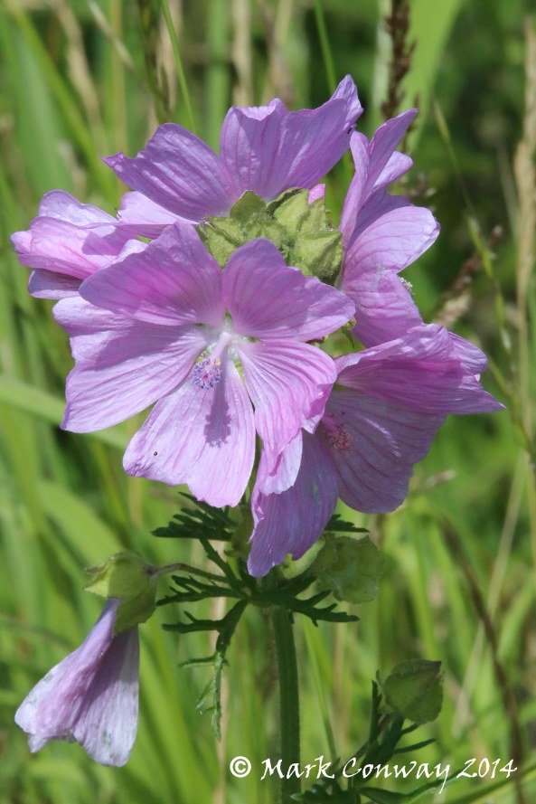Musk Mallow, Wild Flowers, Flowers, Nature, Photography, Mark Conway, Life Spirit
