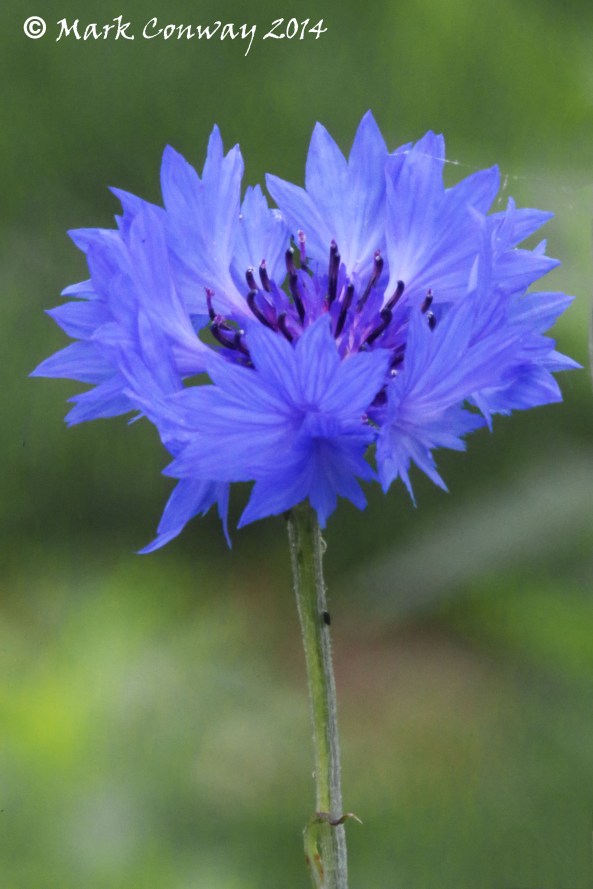 Cornflower, Wildflowers, Nature, Photography, East Yorkshire, Mark Conway, Life Spirit