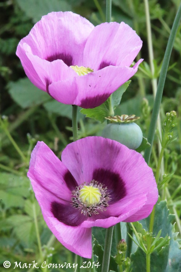 Poppy, Wild flowers, Nature, East Yorkshire, Mark Conway, Life Spirit