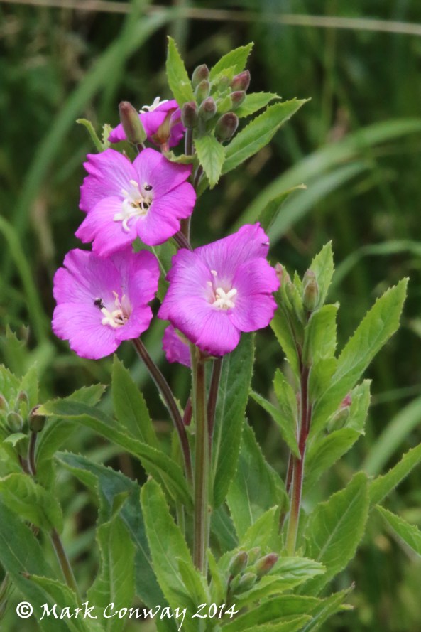Greater Willowherb, Flowers, Nature, Photography, Mark Conway, Life Spirit