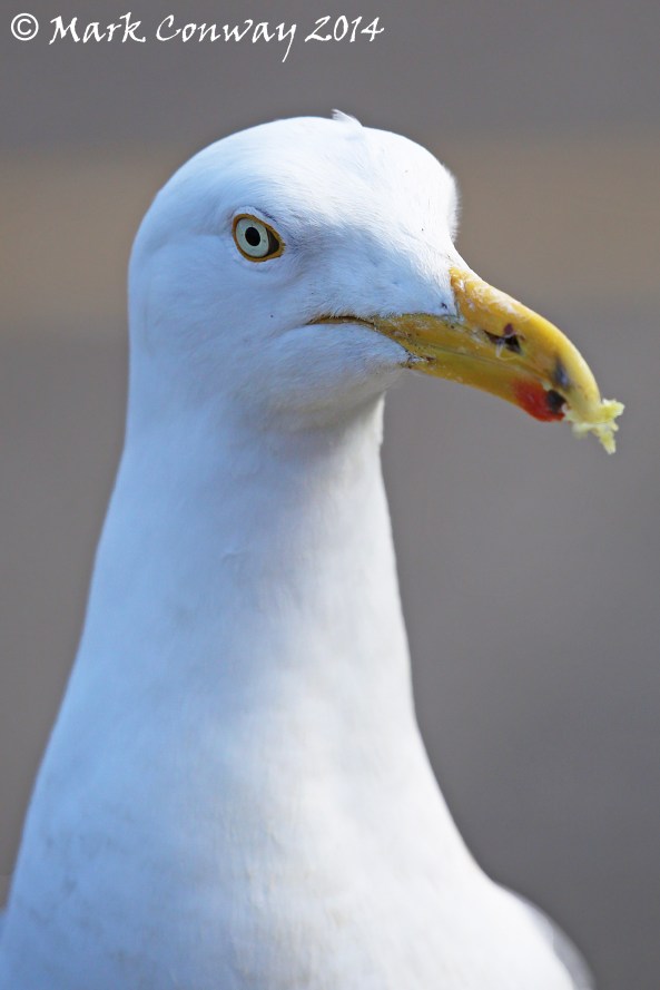 Herring Gull, Birds, Bird Watching, Nature, Wildlife, Mark Conway, Life Spirit, Photography