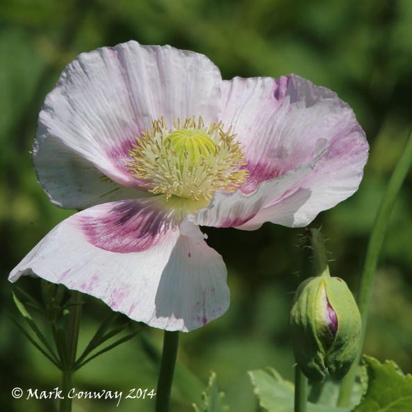 Lilac Poppy, Nature, Wild flowers, Photography, East Yorkshire, Mark Conway, Life Spirit