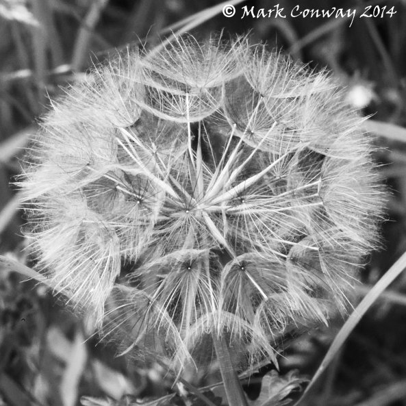 Dandelion Fruit, Nature, Flowers, East Yorkshire, Photography, Life Spirit, Mark Conway