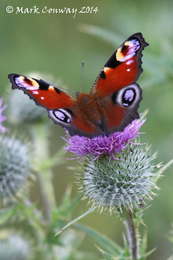 Peacock, Butterfly. Nature, Wildlife, Insects, Photography, Mark Conway, Life Spirit