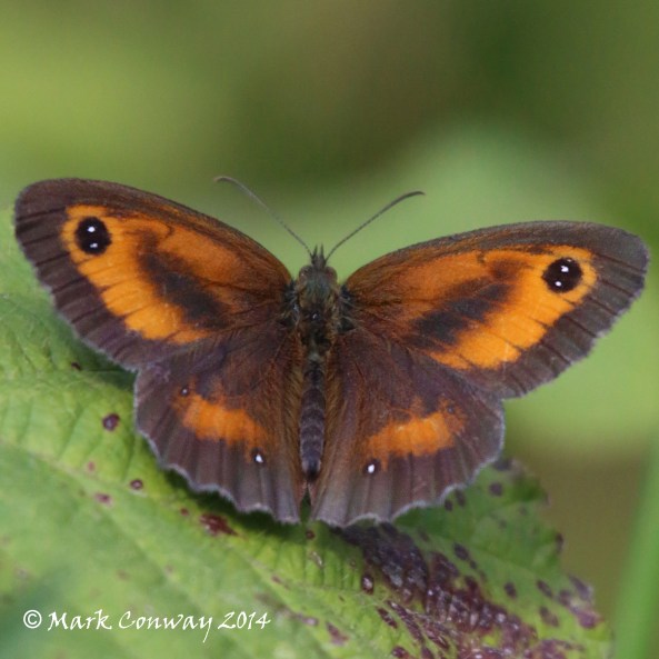 Gatekeeper, Butterfly, Insect, Nature, Wildlife, Photography, Life Spirit, Mark Conway