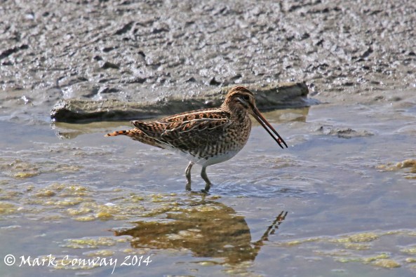 Snipe, Birds, Wildlife, Nature, Photography, East Yorkshire, Mark Conway, Life Spirit