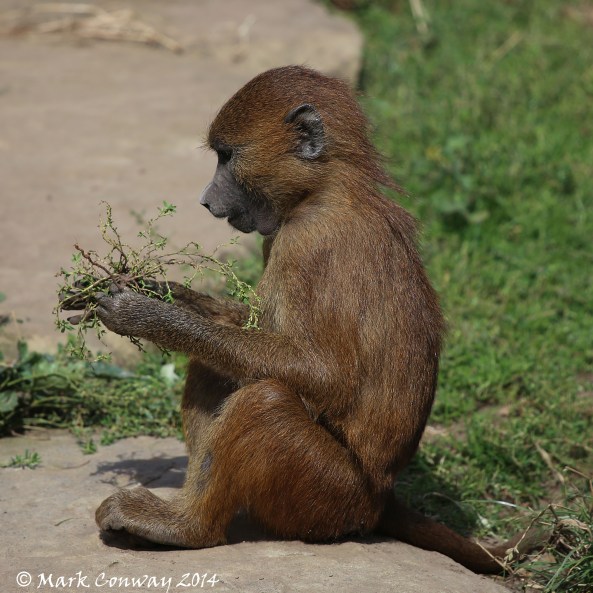 Baboon, Yorkshire Wildlife Park, Nature, Wildlife,  conservation, Mark Conway, Life Spirit, Photography
