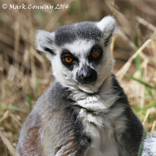 Lemur, Yorkshire Wildlife Park, Conservation, Nature, Photography, Mark Conway, Life Spirit