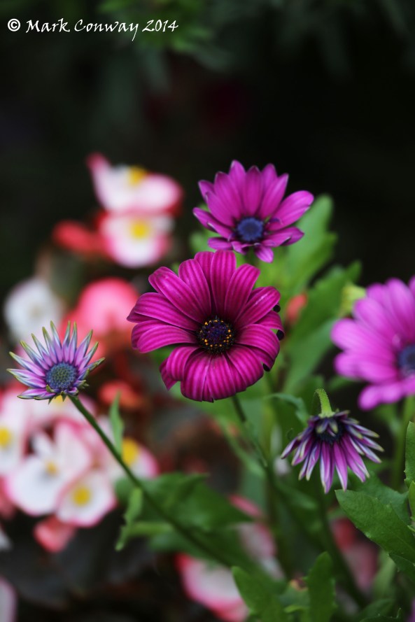 Garden Flowers, Wales, Nature, Photography, Mark Conway, Life Spirit