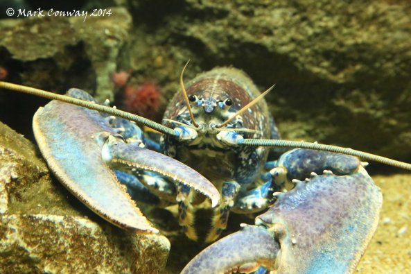 Lobster, The Deep, Hull, Nature, Photography, Mark Conway,  Life Spirit