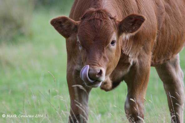 Calf, Cow, Wales, Nature, Photography, Life Spirit, Mark Conway