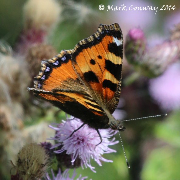 Tortoiseshell Butterfly, Nature, Wildlife, East Yorkshire, Mark Conway, Life Spirit, Photography