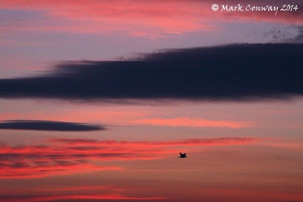 Abersoch, Llyn Peninsula, Wales, Wildlife, Sunrise, Mark Conway, Photography, Life Spirit