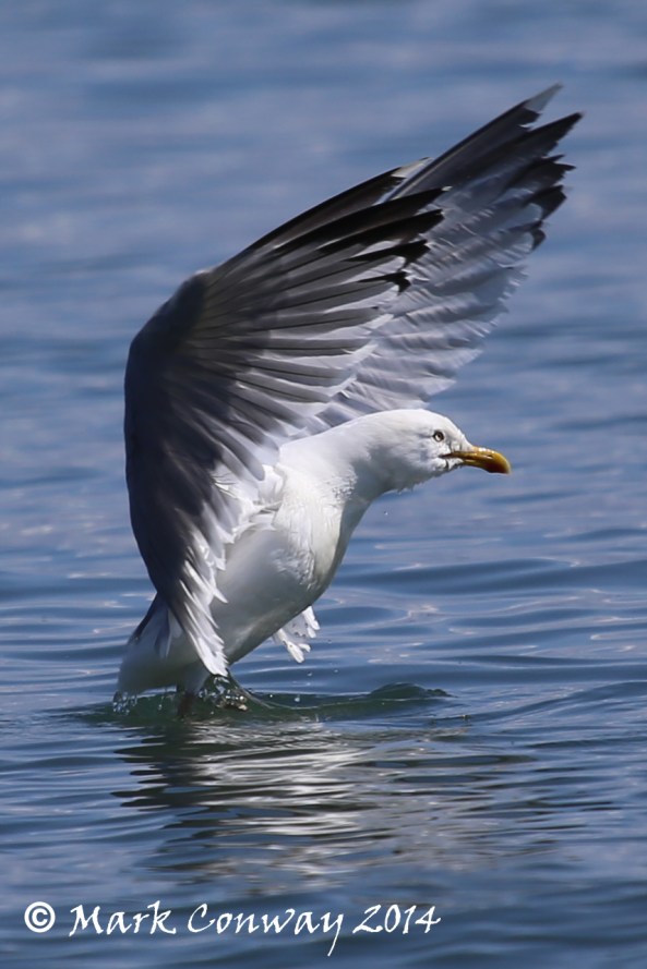 Herring Gull, Birds, Nature, Wildlife, Photography, Abersoch, Wales, Life Spirit, Mark Conway