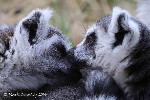 Lemur, Yorkshire Wildlife Park, Yorkshire, Photography, Nature, Mark Conway, Life Spirit